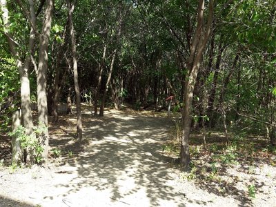 Entering the Thicket Loop Trail