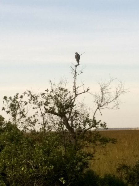 Bird in tree