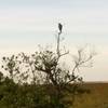 Bird in tree