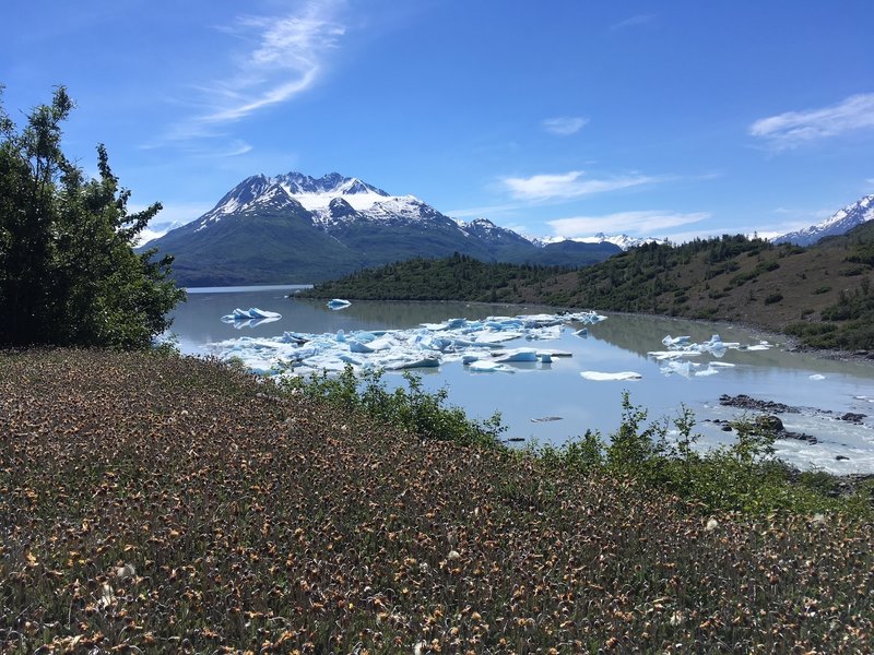 Lake George outlet, right after breaking out of the alder tunnel.