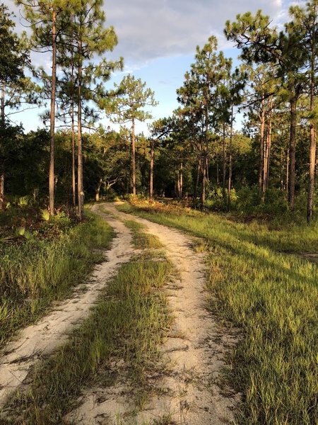 Yellow Loop trailhead off White Loop Trail