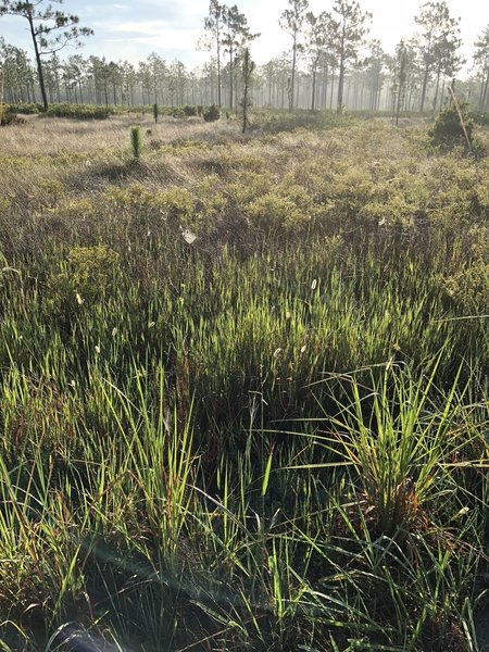 Spider webs covered in dew