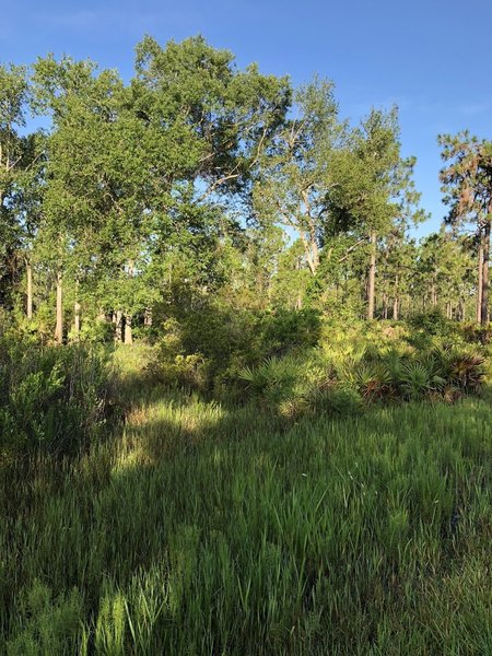 Trees along trail