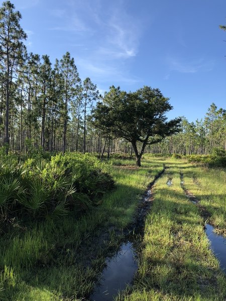 Could make a giant slingshot out of this tree