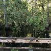 Bridge over Econlockhatchee River