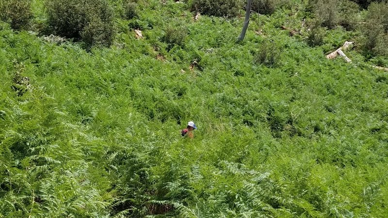 field of thick ferns along mint spring trail, mt lemmon