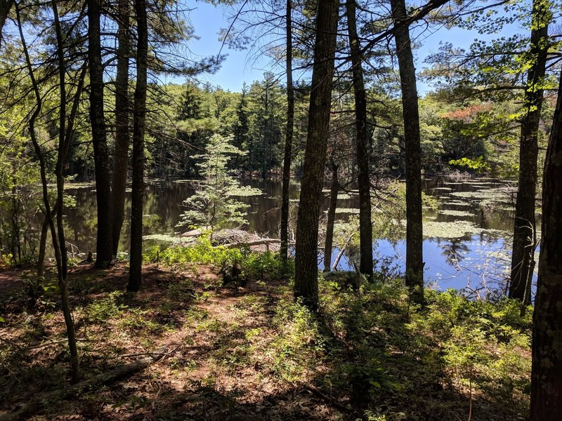 Echo Pond with a beaver dam at the water's edge