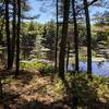 Echo Pond with a beaver dam at the water's edge