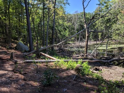 Echo Pond looking south. The trail runs right along the bank, or to the left of the large rock when the bank is too wet.