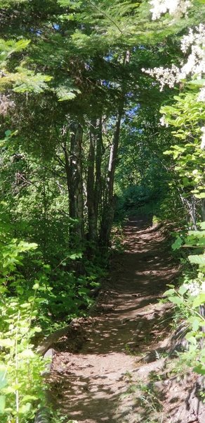 A section of trail near the beginning.