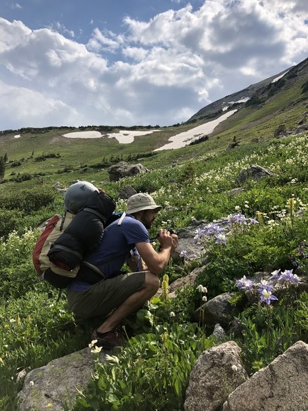 Abundant wildflowers along the entire trail, including lupine, columbine, and glacier lilies.