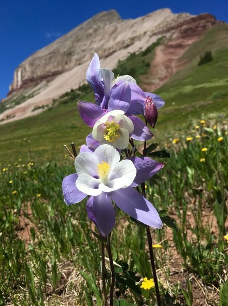 High Country wildflowers are amazing