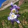 High Country wildflowers are amazing