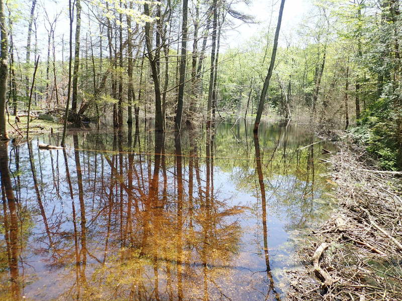 Beaver pond submerging Brinks Rd - see dam on the right