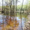 Beaver pond submerging Brinks Rd - see dam on the right