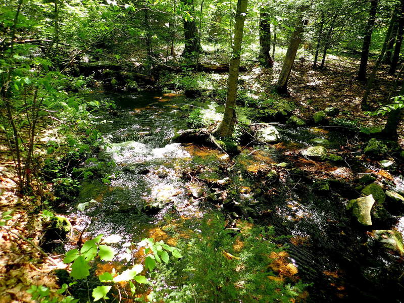 Creek along Stoll trail near Dimon Rd