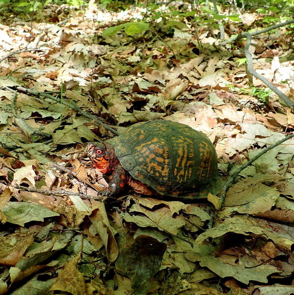 Box turle cossing Steffen trail