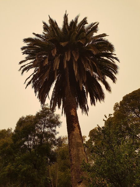 Smoky Day in the Park