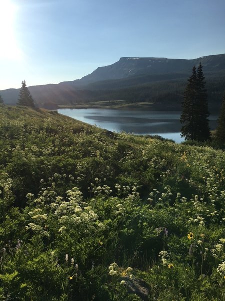 Wildflowers