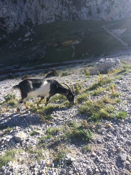 A goat stopping for a snack