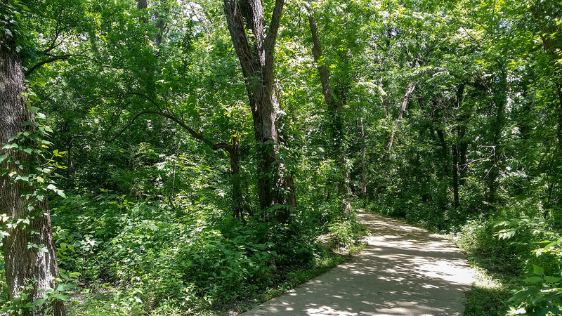 Heavily forested trail section.