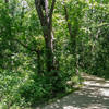 Heavily forested trail section.