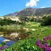 Lion Lake with Summer Wildflowers mid-July