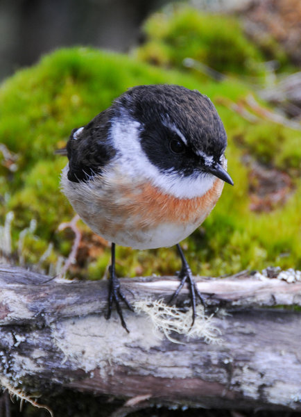 A bird inspecting the hikers for snacks