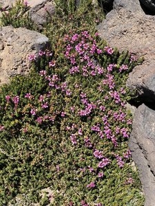 Wildflowers alongside the trail