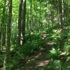 Moderate climb from the easy flats of the Rail Trail into the Bullet Hole Spur.