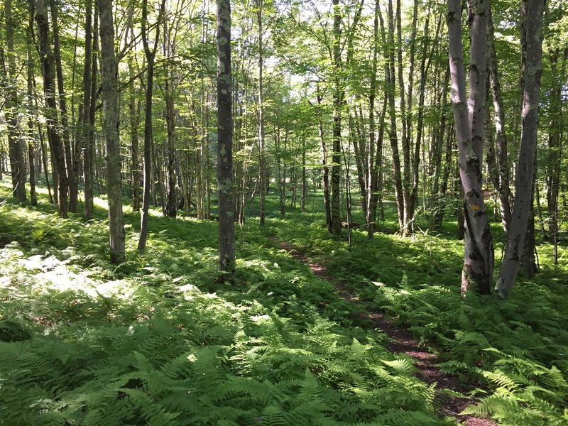 Lovely section of fern blanketing the forest.