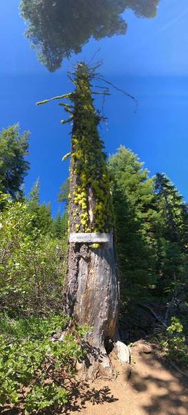 Vertical pano of tree at OR/CA boarder