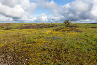 Beautiful wildflowers on top of Table Mountain