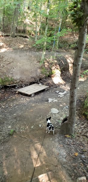 Crossing the dried up creek bed with Cooper.