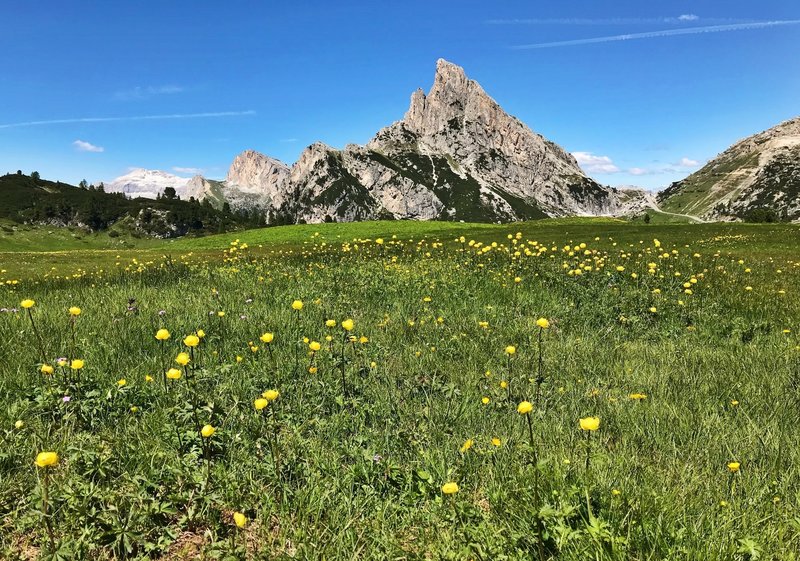 Fields of flowers below Sass de Stria.