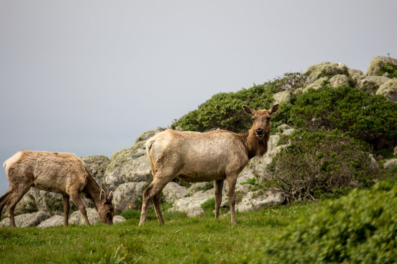 Tule Elk