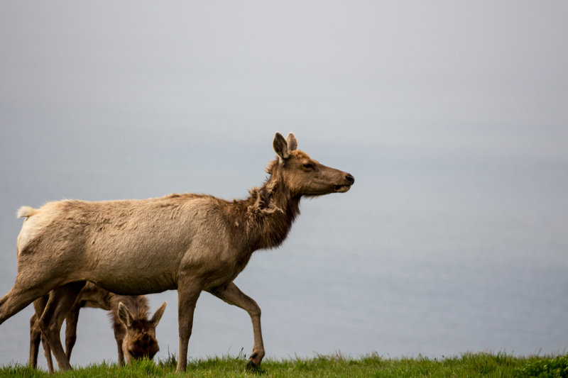 Tule Elk