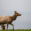 Tule Elk