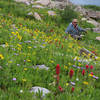 American Lakes has spectacular wildflower displays in mid-July.