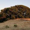 Flagged tree on ridge top at sun set.