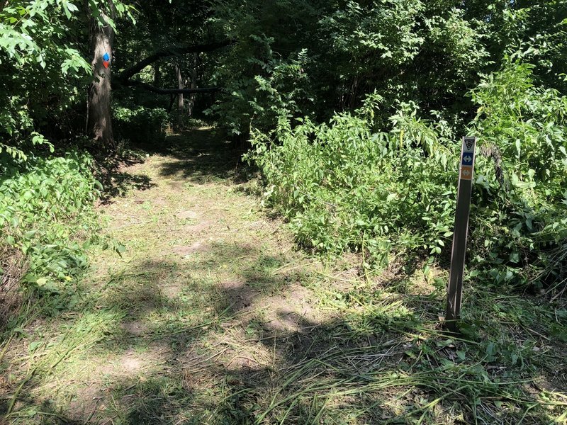 Picture of trail from the trailhead.  Recently mowed.