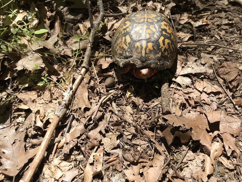 Park inhabitant