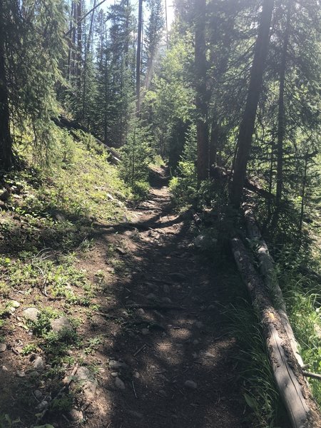 Shady relief on the trail on a high country afternoon