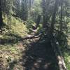 Shady relief on the trail on a high country afternoon