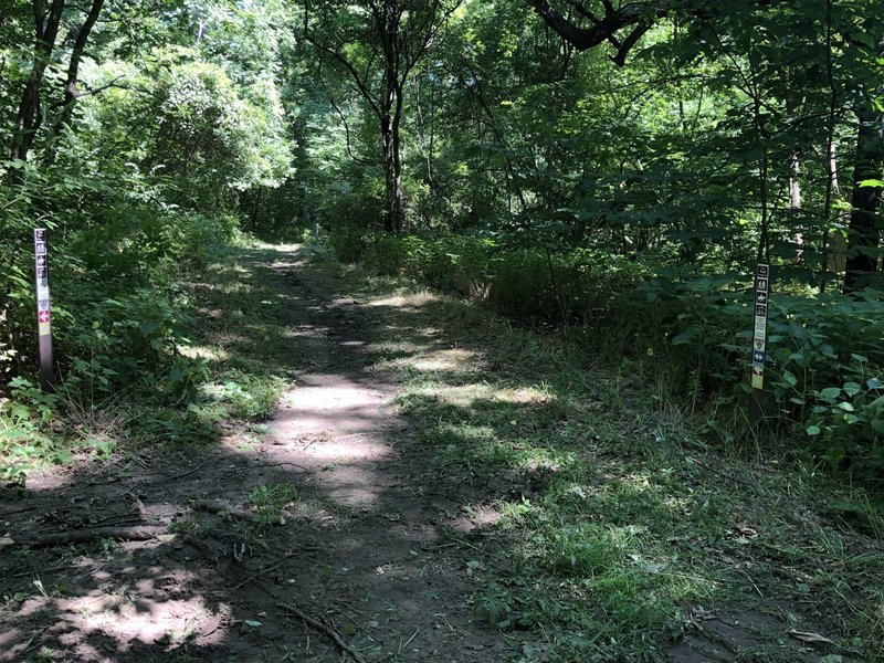 Diverging trails. Pay attention to the signs to stay on the desired trail.