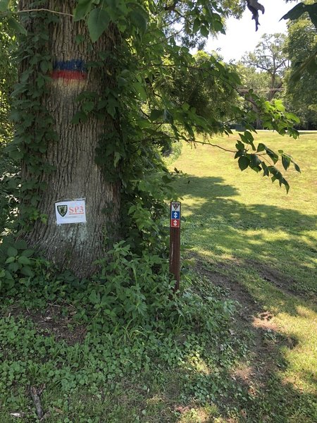 Trail markings are sometimes painted on trees like the blue/red/yellow on this tree.