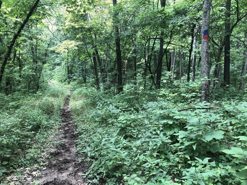 A section of the outer and upper loops. Needs to be mowed again but even so the trail is well blazed and in good condition to run/hike.