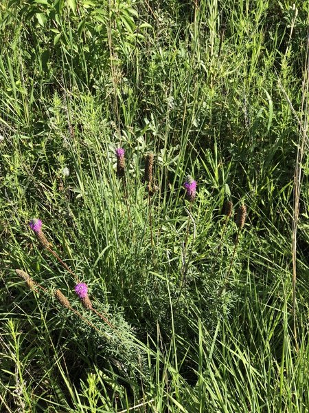 Wildflowers