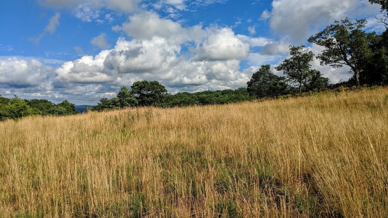 Just off trail sits a serene field in south Harriman State Park