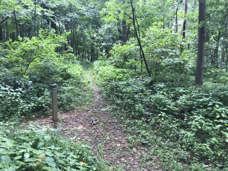 Jordan River Trail to the left, running into the Mt. Marshall Trail.